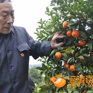 民协党员、亲子游客梦桔生态果园