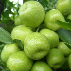涪陵：百亩长生枣栽植完成 今年9月可结果