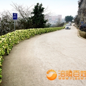 葛亮山风脱水榨菜乡村景点