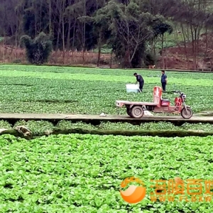 龙潭家乡绿色蔬菜基地的美景
