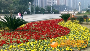 鲜花簇拥两江广场