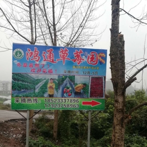 冬草莓—鸿通草莓园迎来您