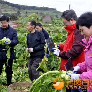 涪陵：扶贫助农砍收青菜头