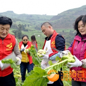 非公党建、百名菜乡女砍青菜头助农