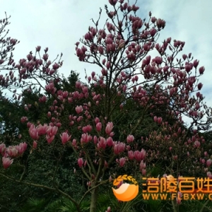 涪陵两江广场盛开的玉兰花