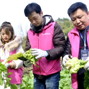 涪陵：网络志愿者助缺劳动力残疾家庭砍青菜头