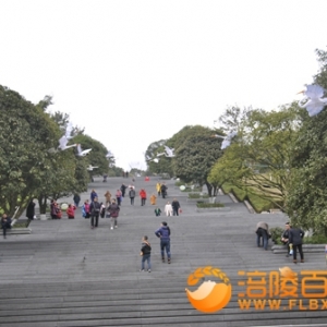 飞翔“白鹤”现白鹤森林公园