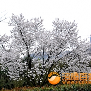 山花烂漫的白鹤森林公园
