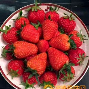 鸿通草莓园三八节欢迎采摘