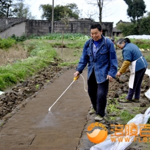 农村种植稻苗忙