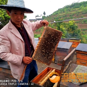 追寻武陵山巫山大娄山柑桔花蜂蜜梦的人