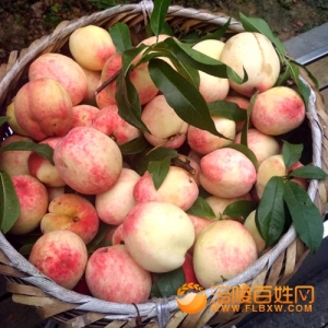 30元一斤涪陵脆桃你见过吗？