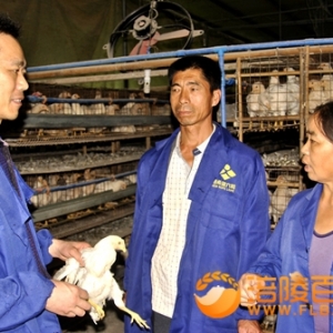 贫困村养鸡交流 习近平总书记重庆扶贫精神到大户