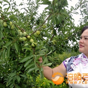李子树林唱山歌 女杰初心迎七一