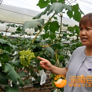 农民致富的葡萄火龙果采摘园