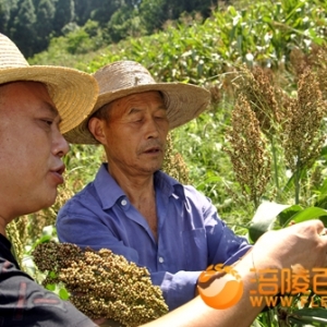 青菜头高粱花卉扶贫实践基地—韩龙村的重要抓手