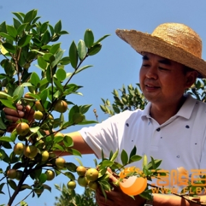 贫困山区打造涪陵区油茶示范和科普基地