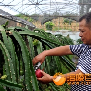回乡打造长江火龙果生态果园