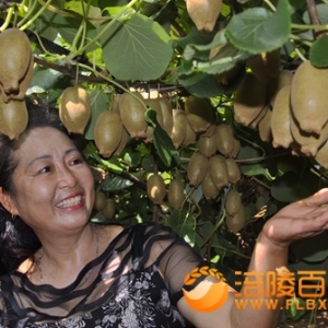 荒山变果园 村民增收 猕猴桃飘香