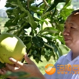 千年荔枝百年龙眼 第八届三峡库区龙眼文化节举行