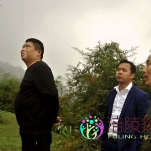 荒山将种植长生枣产业