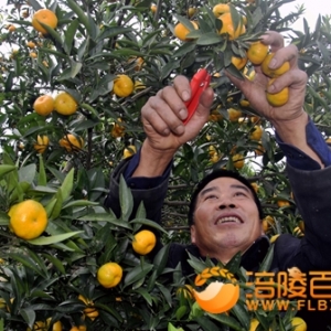 秀山村脱贫致富的金水果