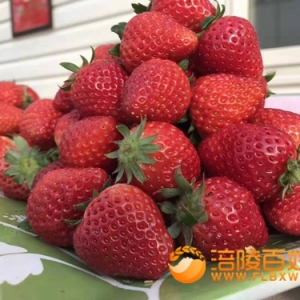 鸿通草莓园冬草莓熟了