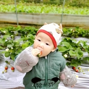 小孩喜欢吃鸿通草莓