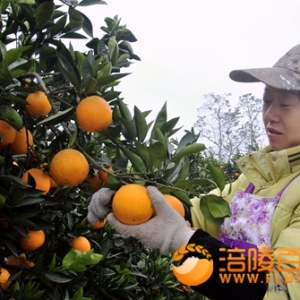珍溪农民增收致富果