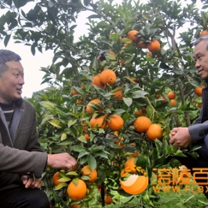 品富硒柑橘 话田园丰收