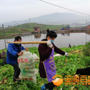 李渡街道干群帮助5名隔离者收砍青菜头7万余斤
