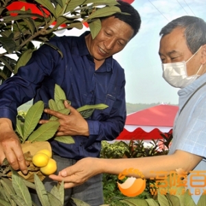 打伞的白沙枇杷树