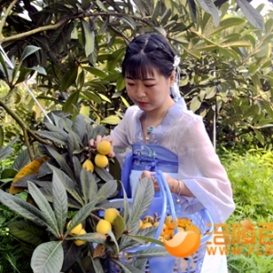 汉服与乡村水果枇杷“琵琶”