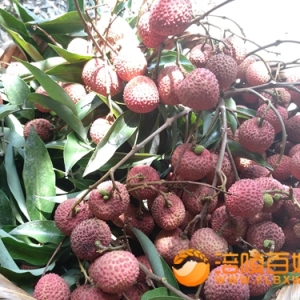 涪陵区荔枝节将于7月19日举行