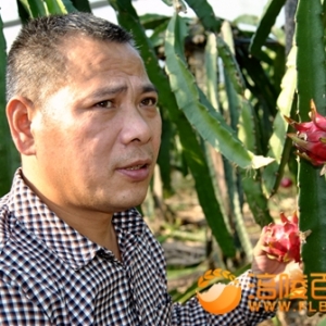 南沱三峡竹海火龙果熟了
