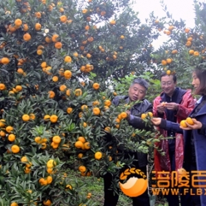南沱秀山村100吨南丰蜜桔滞销