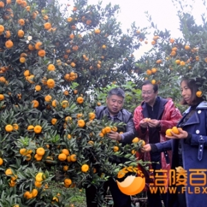 乡镇书记柑橘树下促销修枝果树