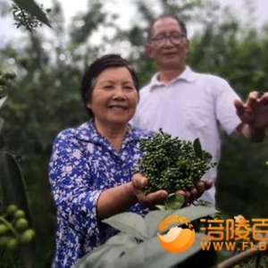 我的脱贫故事陈世珍：种出麻味 过出甜味