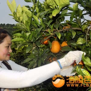 涪陵脐橙珍溪扶贫致富果