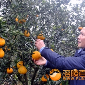 革命老区重庆市柑橘大户陆和生态农业