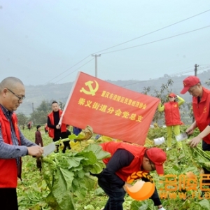 “助农砍青菜头”涪陵城乡十年响亮词语