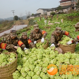 重庆：涪陵民兵助农抢收7万余斤青菜