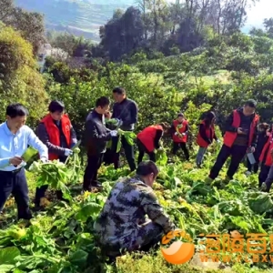 砍青菜头
