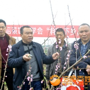 科技下乡 桃花剪枝