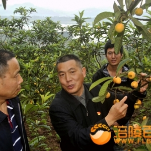 全国人大代表村支书介绍大五星枇杷