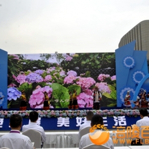 绣球花儿开  情定武陵山