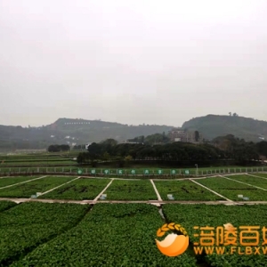 走进世界榨菜第一村