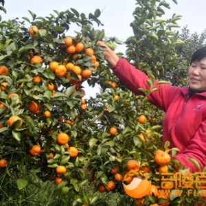 梦桔果园“砂糖桔”扶贫增收致富第一果
