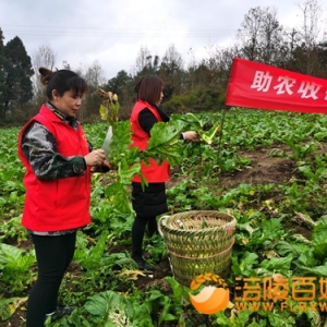 革命老区新妙砍青菜头忙