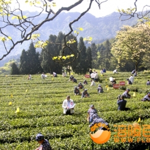 采茶大赛 “工匠”农村能人